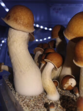 Penis Envy magic mushroom Growkit - Tatandi
