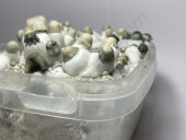 Pan de setas alucinógenas Yeti - Tatandi
