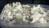 Pain de champignons magiques Yeti - Tatandi