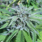 Panama x Bangi Haze