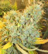 Panama x Bangi Haze
