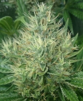 Panama x Bangi Haze