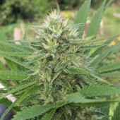 Panama x Bangi Haze