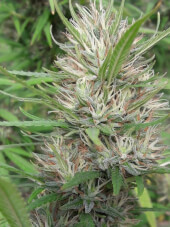 Panama x Bangi Haze