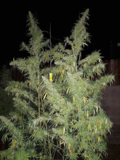 Panama x Bangi Haze