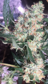 Panama x Bangi Haze