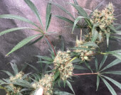 Panama x Bangi Haze