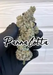 Pannacotta