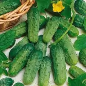 Kokopelli National Pickling Cucumber
