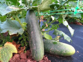 Organic Country Cucumber - Les Refardes