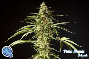 Philo Skunk / Gokunk - Philosopher Seeds