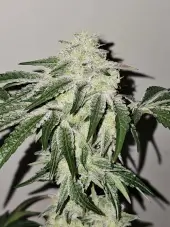Pink Pie