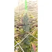 Platinum Mimosa Cookies Double XL Auto