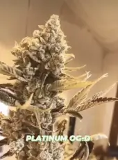 Platinum OG-D