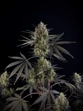 Pound Cake Auto