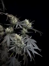 Pound Cake Auto
