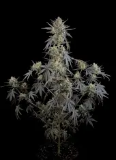 Pound Cake Auto