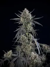 Pound Cake Auto