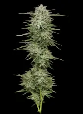 Pound Town Auto
