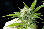Pure CBD Punch