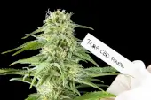 Pure CBD Punch