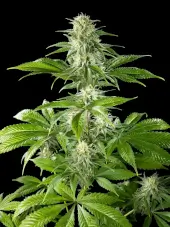 Pure CBD Punch