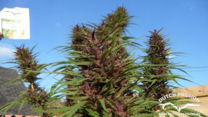 Purple #1