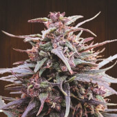 Purple Haze x Malawi d'Ace Seeds 