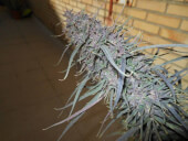 Purple Haze x Malawi by Ace Seeds 
