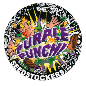 Purple Punch Autoflower