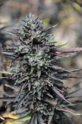 Purple TrainWreck - Feminized Seeds