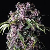 Purple by Pyramid Seeds