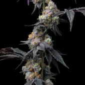 Rainbow Sherbet
