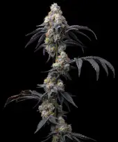 Rainbow Sherbet