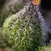 Rainbow Sherbet