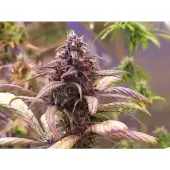 Red Jack Auto