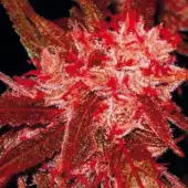 Red Jack Auto