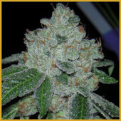 Rocket Fuel by Archive Seeds