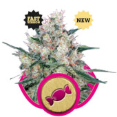 Honey Cream Fast Flowering 3 semillas