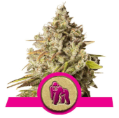 Royal Gorilla from Royal Queen Seeds