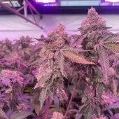 RS11 x Banana OG
