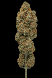Rucu Cucu OG Auto XXL