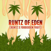 Runtz Of Eden