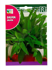 Salvia - Rocalba