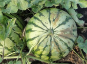 Organic Striped Watermelon - Les Refardes