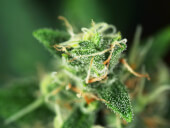 Sensi Amnesia
