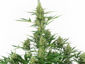 Sensi Amnesia