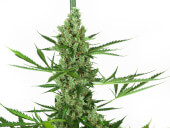 Sensi Amnesia