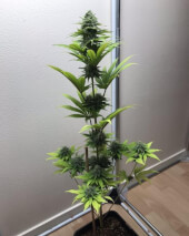 SFV OG