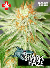 Shark Haze